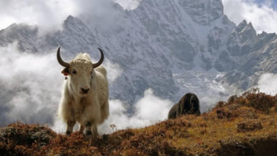 བོད་ཀྱི་སྐད་ཡིག སྔོན་འགྲོ་གཉིས་པ། (A0+)